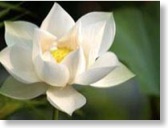 florLotusUnicaOK